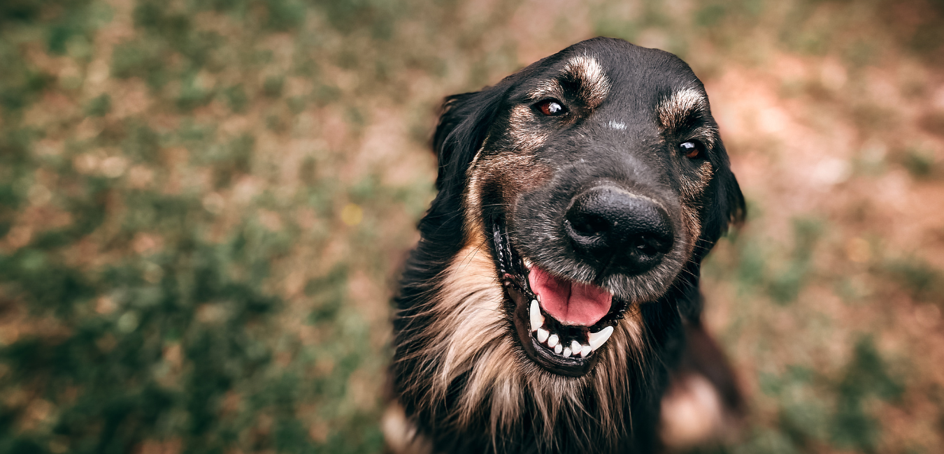 Glücklicher Hund von oben